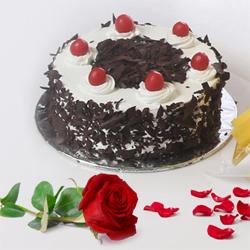Sumptuous Black Forest Cake and a fresh Red Rose...