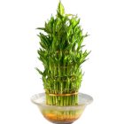 Attention-Getting 3 Tier Bamboo Plant in Bowl with Flourishing Moments Attention-Getting 3 Tier Bamboo Plant in Bowl with Flourishing Moments
