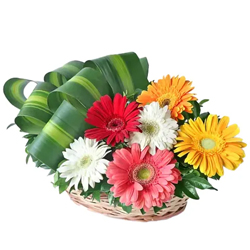Pretty and Colorful Majestic 30 Mixed Gerbera Arrangement with Pure Passion Pretty and Colorful Majestic 30 Mixed Gerbera Arrangement with Pure Passion