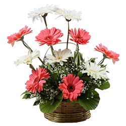 Cheerful 15 Assorted Gerberas in a Beautiful Bouquet Cheerful 15 Assorted Gerberas in a Beautiful Bouquet