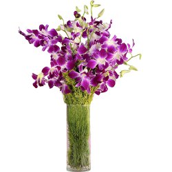 Resplendent fresh humper Orchids in a Vase Resplendent fresh humper Orchids in a Vase