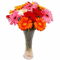 Expressive Love Assorted 12 Gerberas with Free Vase Expressive Love Assorted 12 Gerberas with Free Vase