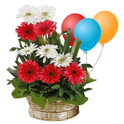 Expressive Sunshine Mixed Gerberas Bouquet and Balloons Expressive Sunshine Mixed Gerberas Bouquet and Balloons