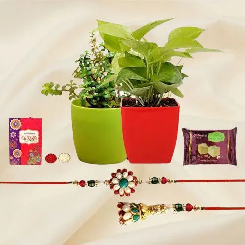 Enticing Bhaiya Bhabhi Rakhi with Money N Jade Plant