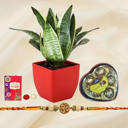 Ravishing Om Rakhi N Snake Plant Combo