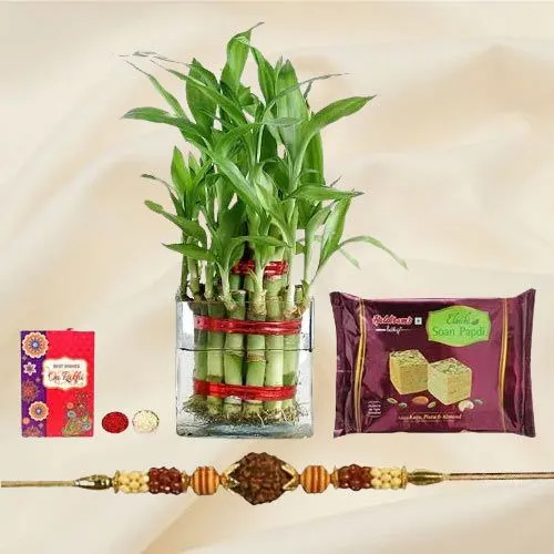 Cool Combo of 2 Tier Bamboo Plant N Rudraksh Rakhi