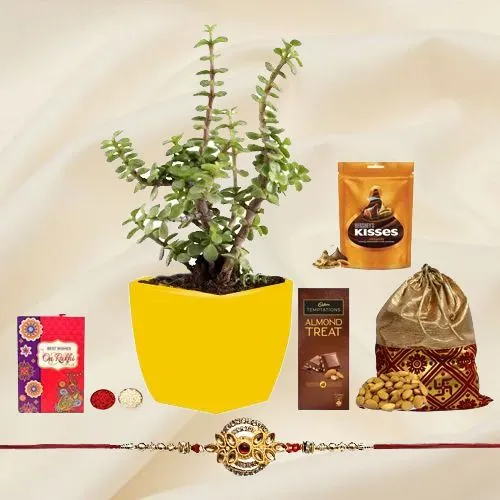 Attractive Metal Rakhi N Jade Plant Combo