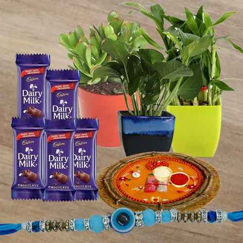 Good Luck Plants Trio, Cadbury Chocolates n Pooja Thali for Rakhi