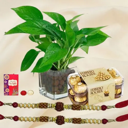 Money Plant with Ferrero Rocher n Rudraksha Rakhi Pair